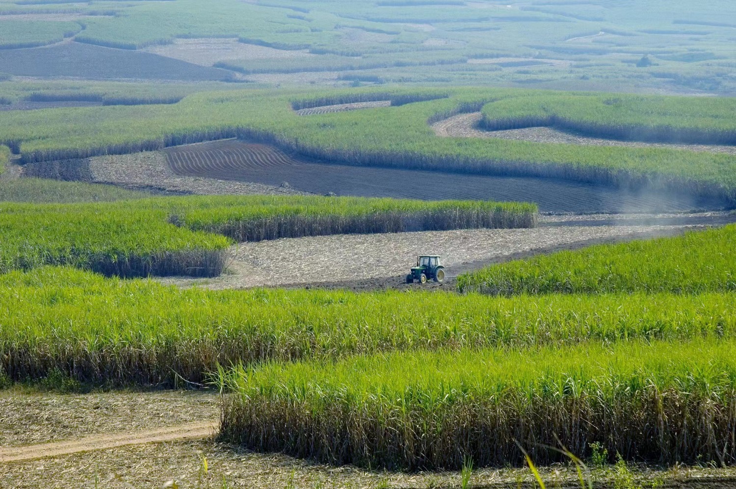 广西糖业集团蔗区。广西糖业集团供图 (2).jpg